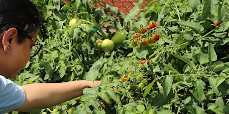 Hauptbild für The Edible Garden: Growing Your Own Food