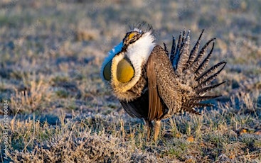 Lens on Learning: Saving the Sage-Grouse and why it matters primary image