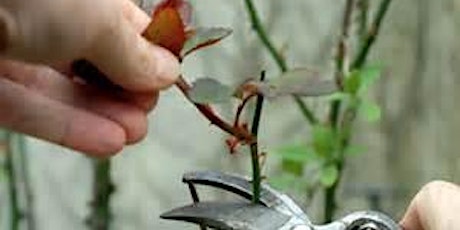 Rose Pruning Presentation and Demonstration primary image