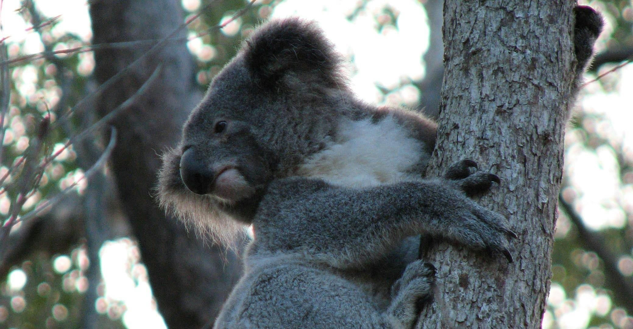 NaturallyGC Koala Tree Planting