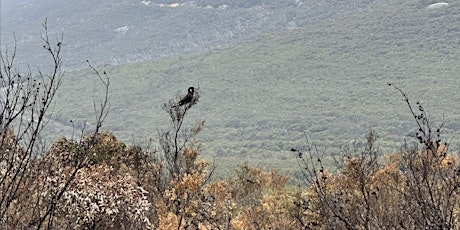 Climate Change and Wildlife primary image