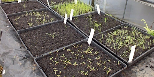 Plant propagation for Kids  primärbild