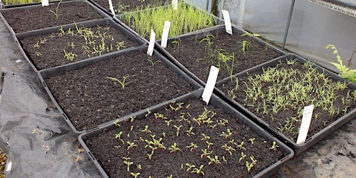 Primaire afbeelding van Plant propagation for Kids