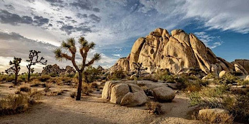 Immagine principale di Joshua Tree Fiber Festival 