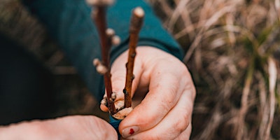 Image principale de GREFFE DES ARBRES FRUITIERS