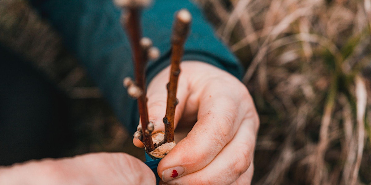 GREFFE DES ARBRES FRUITIERS