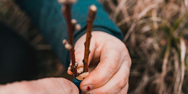 GREFFE DES ARBRES FRUITIERS
