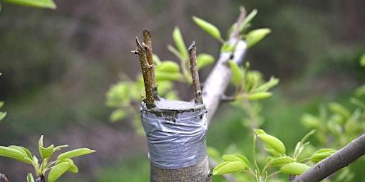 Imagem principal de LA GREFFE EN COURONNE