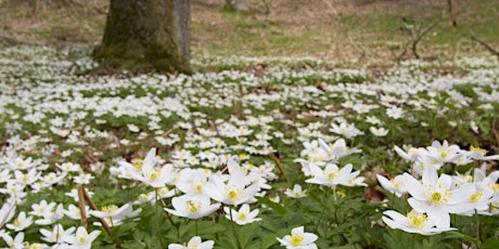 Wilder Kent Safari: Cromers Woodland Walk