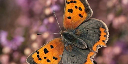 Imagem principal de Summer on the Marshes Photography Course (ECC2806)