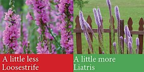 Invasive Plants In Your Backyard primary image