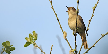 Wilder Kent Safari: Nightingales at Faggs Wood