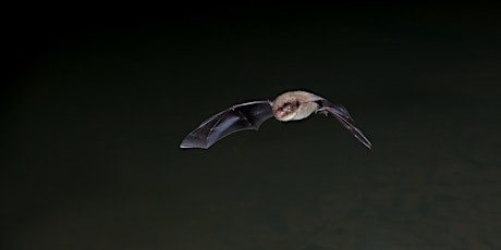 Wilder Kent Safari: Bats and Amphibians