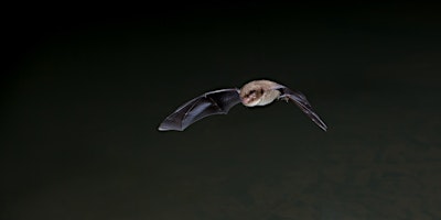 Imagem principal do evento Wilder Kent Safari: Bats and Amphibians