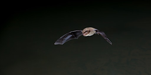 Immagine principale di Wilder Kent Safari: Bats and Amphibians 