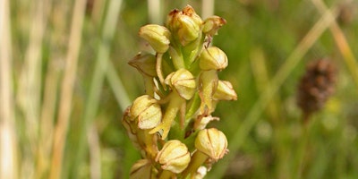 Hauptbild für Wilder Kent Safari: Land Management for Man Orchids