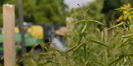 Primaire afbeelding van Invasives and Other Garden Challenges