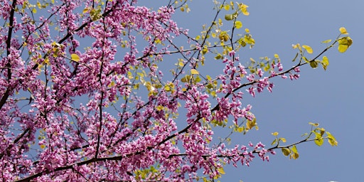 Trees and Shrubs Tour primary image