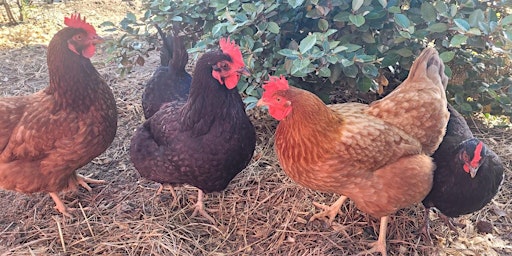 Collection image for Backyard Chickens