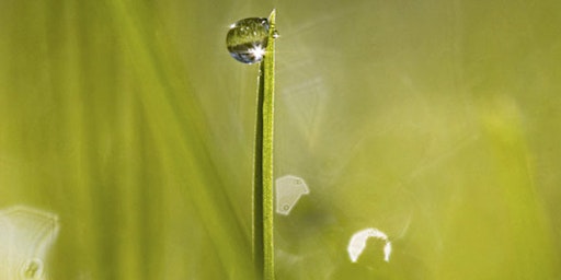 Hauptbild für Makrofotografie