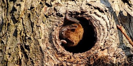 Guided Walk -  Gorcott Hill: Biodiversity & Bats primary image