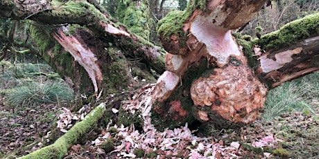 BEAVER TRAINING primary image