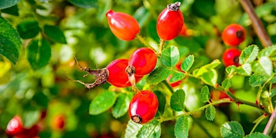 Hauptbild für Hedgerow Berry Bootleggers - Drink making from Forest foraging