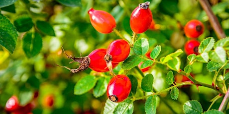 Hedgerow Berry Bootleggers - Drink making from Forest foraging