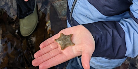 Tots & Toddlers Rockpool Safari