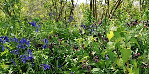 Wilder Kent Safari: Flora in Folklore, Food and Fantasy primary image