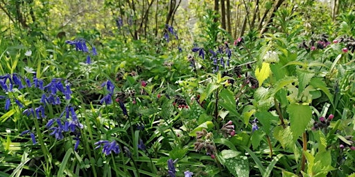 Wilder Kent Safari: Flora in Folklore, Food and Fantasy primary image