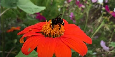 Hauptbild für Introduction to Propagation - Plants for Pollinators Workshop