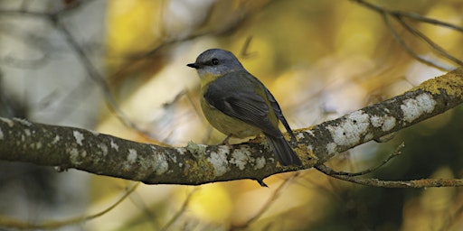 Birds of Plenty Gorge - Tanunda Wetlands Park Walk