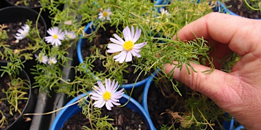 Hauptbild für Growing Native Plants for Beginners