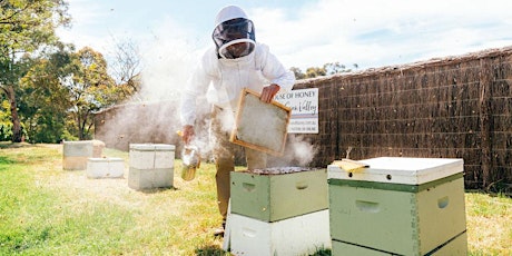 Shadow a Beekeeper primary image