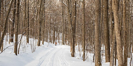 Winter Forest Bathing: shinrin-yoku