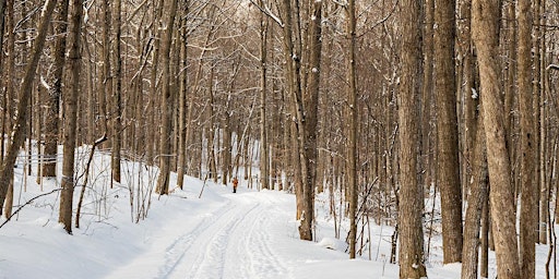 Imagem principal do evento Winter Forest Bathing: shinrin-yoku