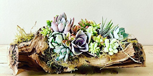 Immagine principale di Wine & Design Living Succulent Driftwood Centerpiece Workshop 