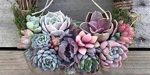 SPRING Living Succulent Wreath primary image