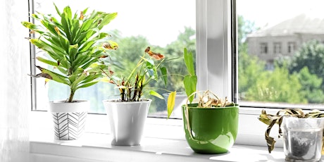 Houseplant Clinic: What's Wrong with My Indoor Plants?  primärbild