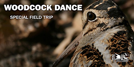Woodcock Dance primary image