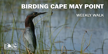 Birding Cape May Point primary image