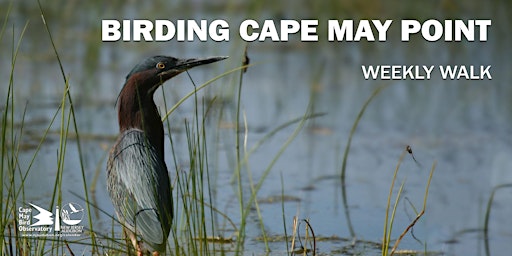 Primaire afbeelding van Birding Cape May Point