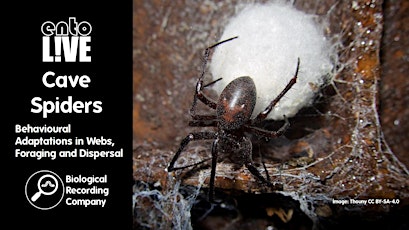 Cave Spiders: Behavioural Adaptations in Webs, Foraging and Dispersal