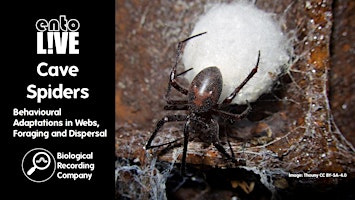 Image principale de Cave Spiders: Behavioural Adaptations in Webs, Foraging and Dispersal