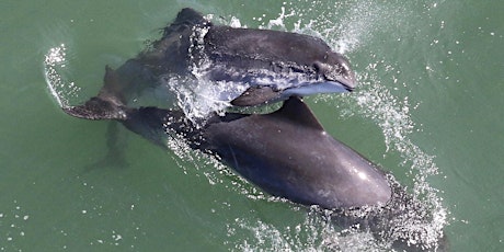 Imagen principal de Funnel of Love: The Secret Sex Lives of Harbor Porpoises