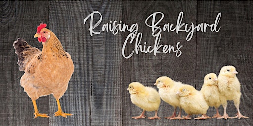 Primaire afbeelding van Raising Backyard Chickens