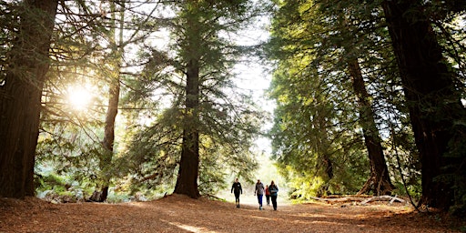 Hauptbild für Wellness Walk in Nature - Forest Bathing Belair