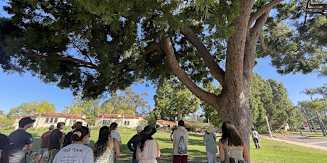 Tree Treks at Kate Sessions Park