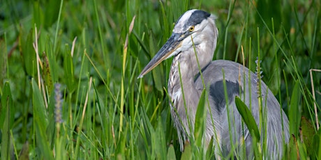 Primaire afbeelding van WISE Nature Walks - Lake Okahumpka